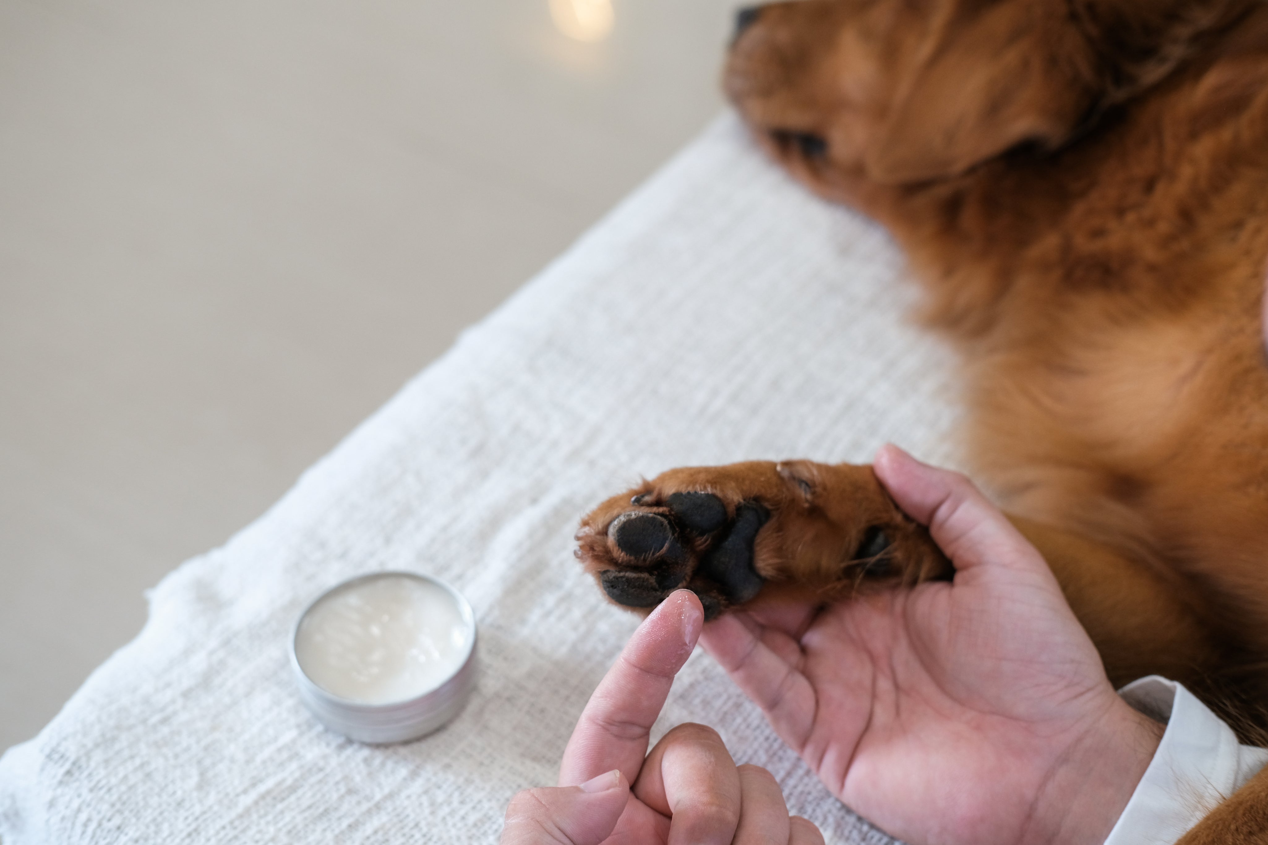 closeup-man-hands-applying-cream-paw-his-golden-retriever.jpg